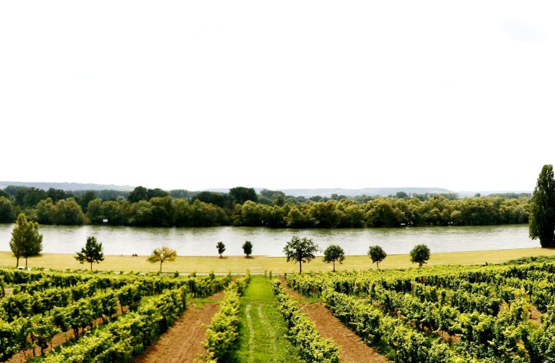 Panoramablick Hattenheim | &copy; Michael Statzner