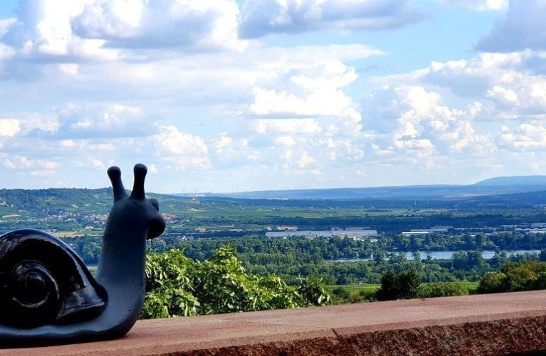 Ausblick Rheinblick | &copy; Weingut Hof Rheinblick